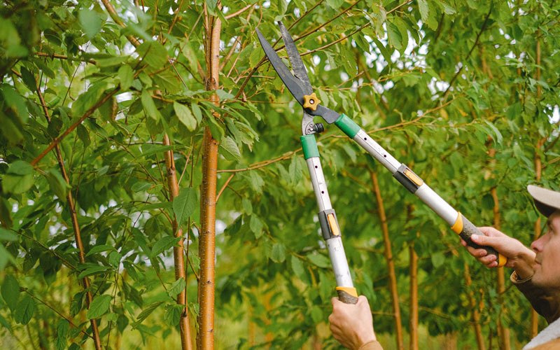 Tree trimming in Ellendale, ND
