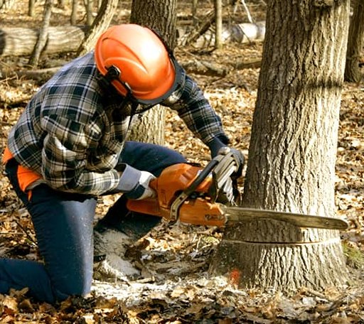 Tree Removal in Ellendale, ND